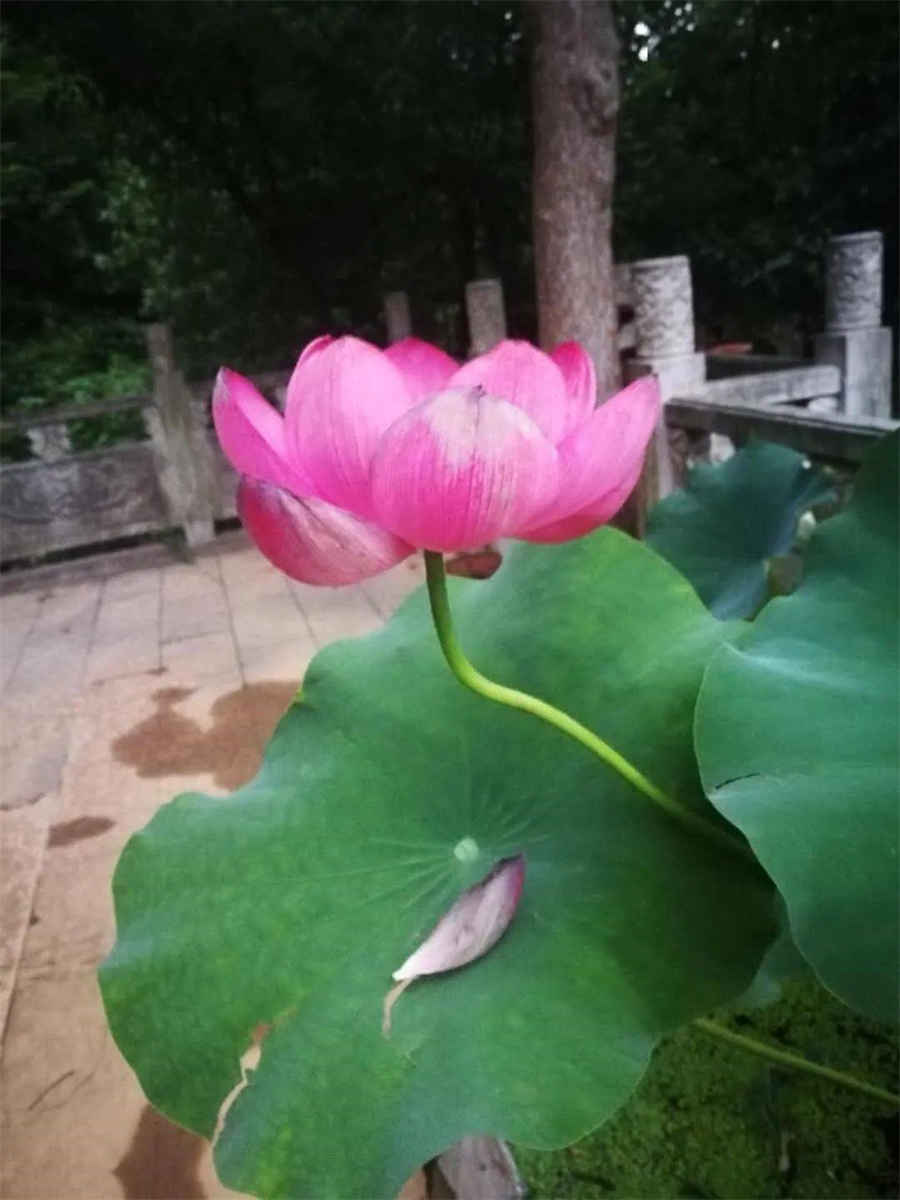 姚明是巨人症吗 姚明是巨人症吗