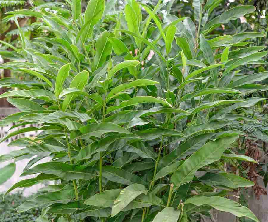 第二节 直接凝集反应 直接凝集反应的原理 第二节 直接凝集反应 直接凝集反应的原理