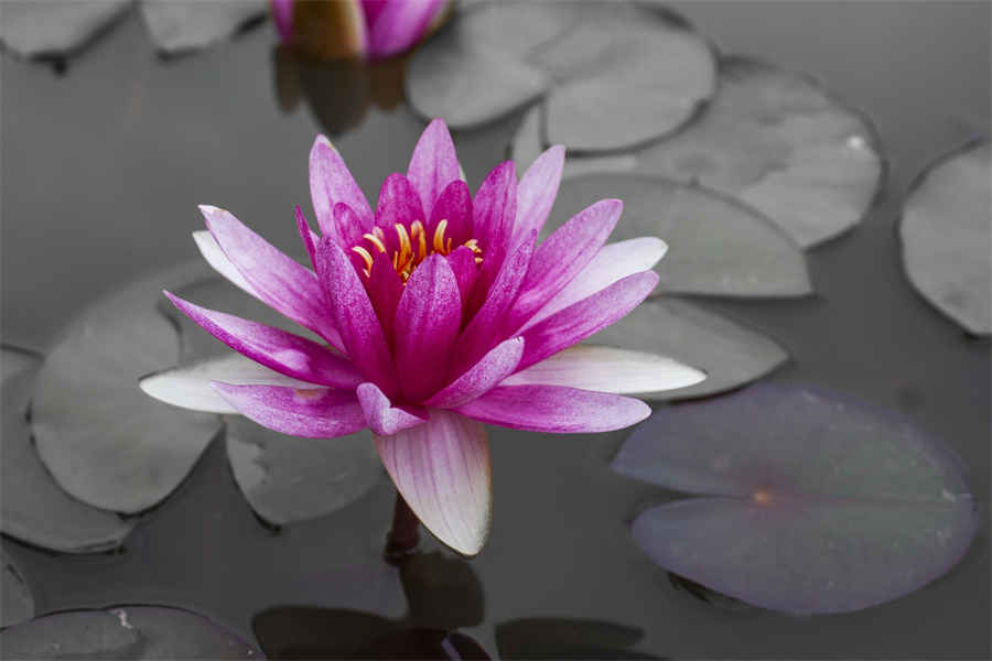 跳绳英语怎么读 乒乓球英语怎么读 跳绳英语怎么读 乒乓球英语怎么读