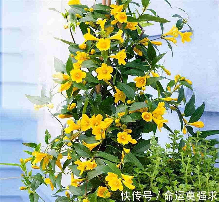澳洲大龙虾的做法大全(家常清蒸澳洲龙虾做法) 澳洲大龙虾怎么清蒸 澳洲大龙虾的做法大全(家常清蒸澳洲龙虾做法) 澳洲大龙虾怎么清蒸