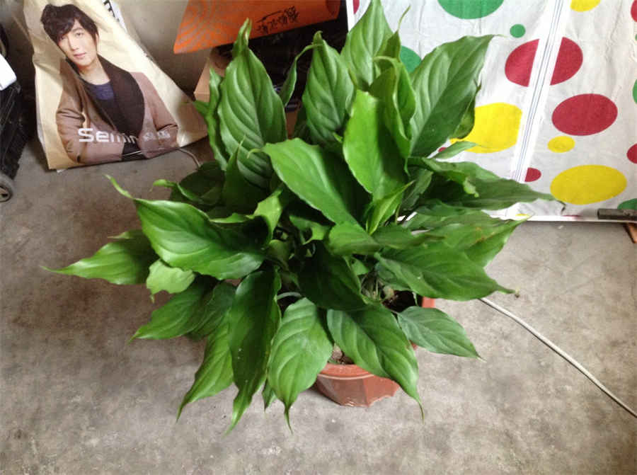 葛蕈 红冬蛇菰 葛蕈 红冬蛇菰