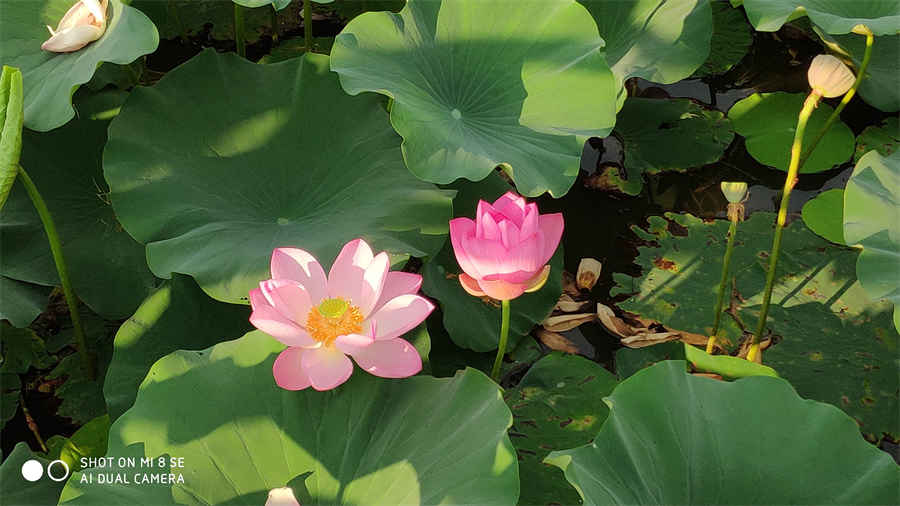 百年野山参价格能值多少钱?一棵能买一套房中药材价格 百年野山参价格能值多少钱?一棵能买一套房中药材价格