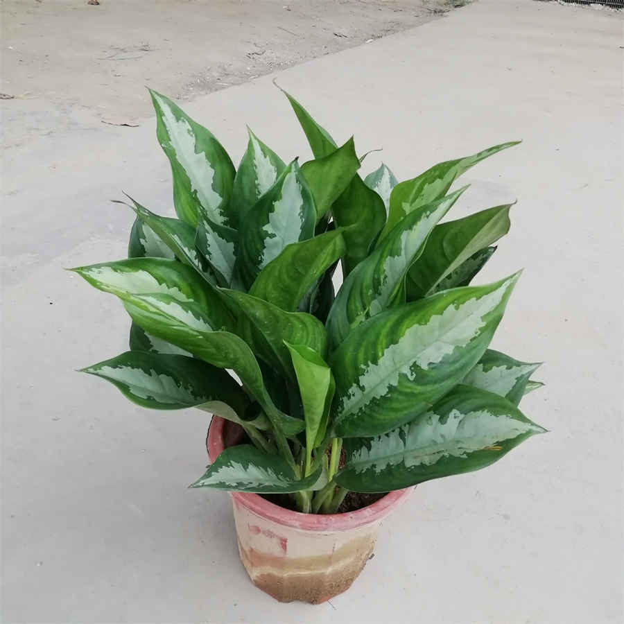 黄精药用价值,有养阴润肺补脾的作用中药材功效大全 黄精药用价值,有养阴润肺补脾的作用中药材功效大全