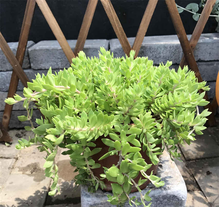 石斛的禁忌:石斛千万不能和它们一起吃!中药材食用配伍禁忌 石斛忌与什么搭配 石斛的禁忌:石斛千万不能和它们一起吃!中药材食用配伍禁忌 石斛忌与什么搭配