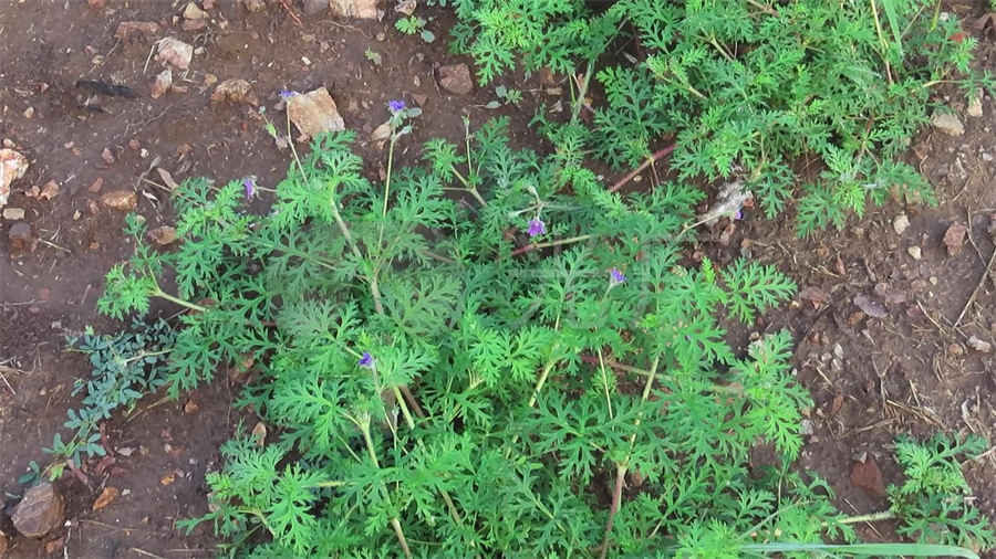 藏红花怎样保存比较好?中药材知识 藏红花怎样保存比较好?中药材知识