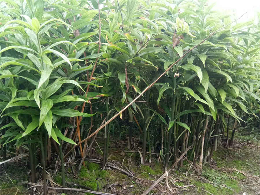 五红汤的做法家常做法怎么做好吃热量卡路里 五红汤的做法与比例 五红汤的做法家常做法怎么做好吃热量卡路里 五红汤的做法与比例