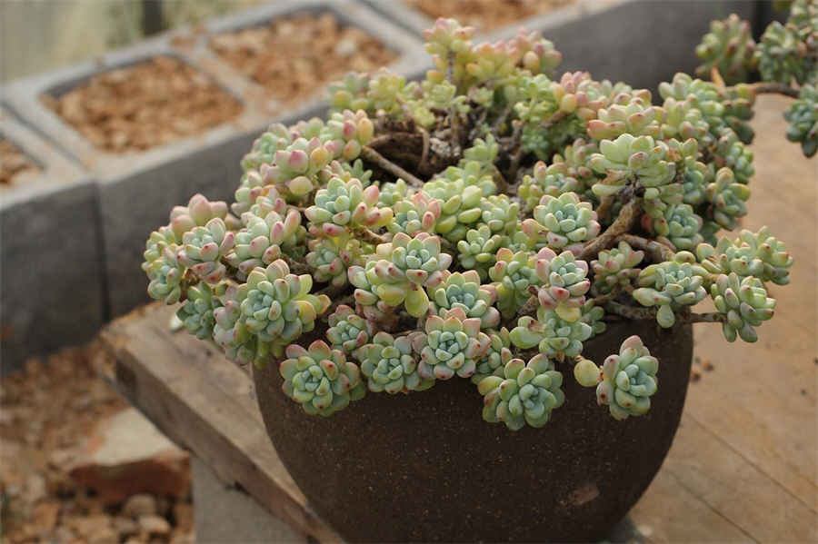 姚明生日是几月几日 姚明生日是几月几日