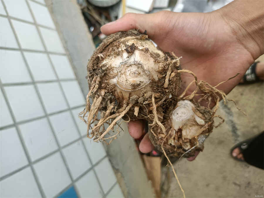 红参的禁忌之不适合吃红参的人群中药材食用配伍禁忌 红参的禁忌症 红参的禁忌之不适合吃红参的人群中药材食用配伍禁忌 红参的禁忌症