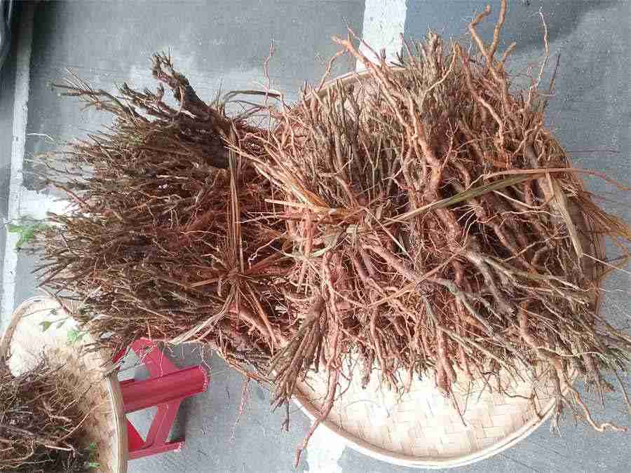 天然灵芝怎么吃?教你六种食用方法中药材使用方法中药材的正确吃法 天然灵芝怎么吃?教你六种食用方法中药材使用方法中药材的正确吃法