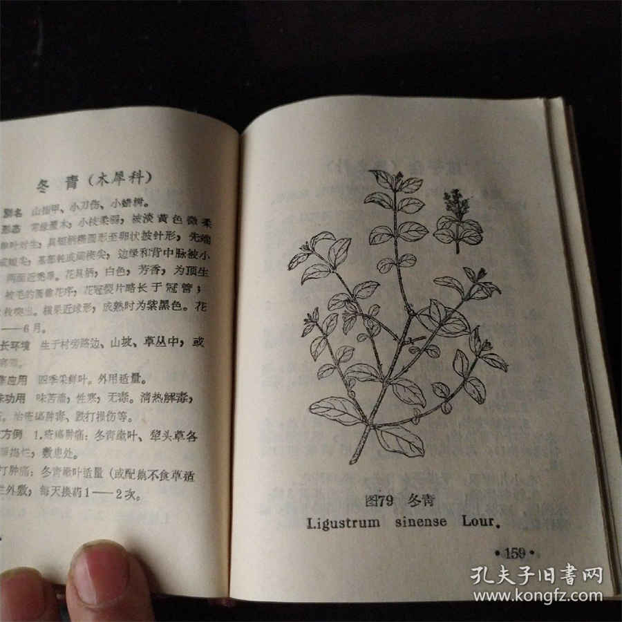 槐实 槐实膏的配方 方槐 槐实 槐实膏的配方 方槐