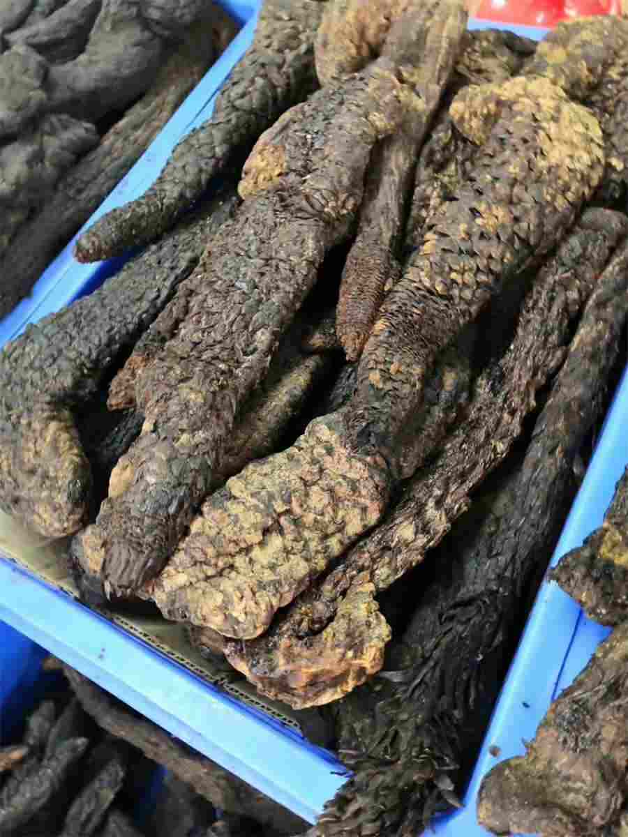 石蒜 野生石蒜图片 石蒜 野生石蒜图片