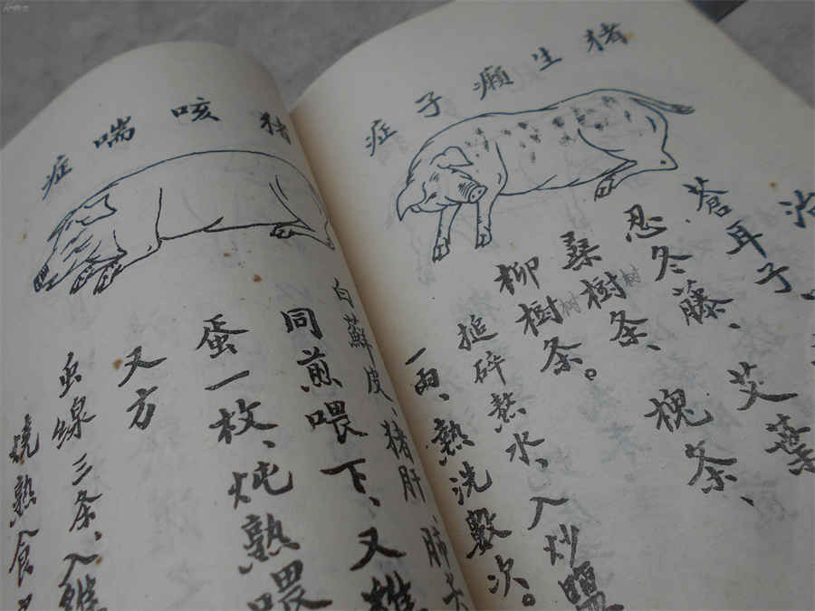 吃铁皮石斛的十大功效好处及身体的变化阶段中药材功效大全 铁皮石斛的功效与作用十大功效 吃铁皮石斛的十大功效好处及身体的变化阶段中药材功效大全 铁皮石斛的功效与作用十大功效