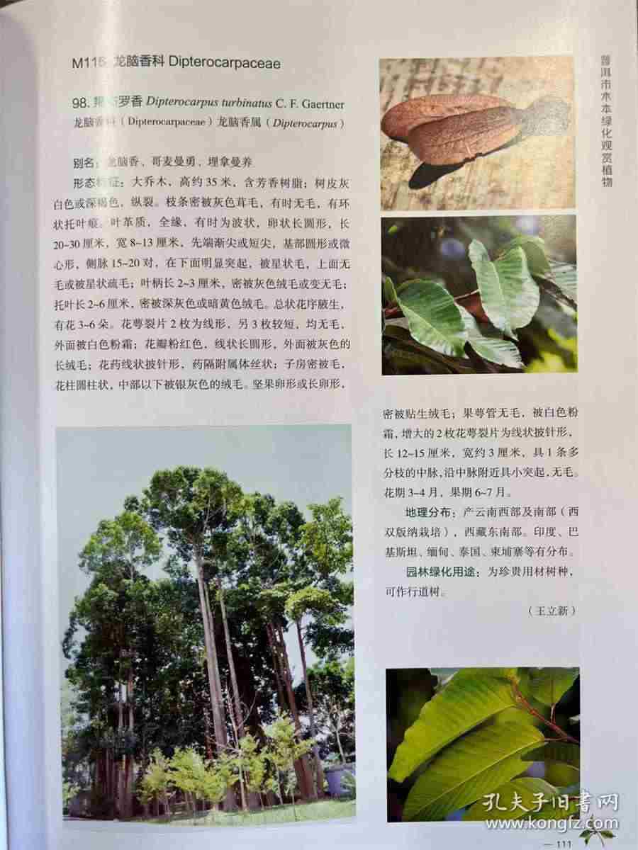 菊花甘草汤 菊花甘草汤 菊花甘草汤 菊花甘草汤