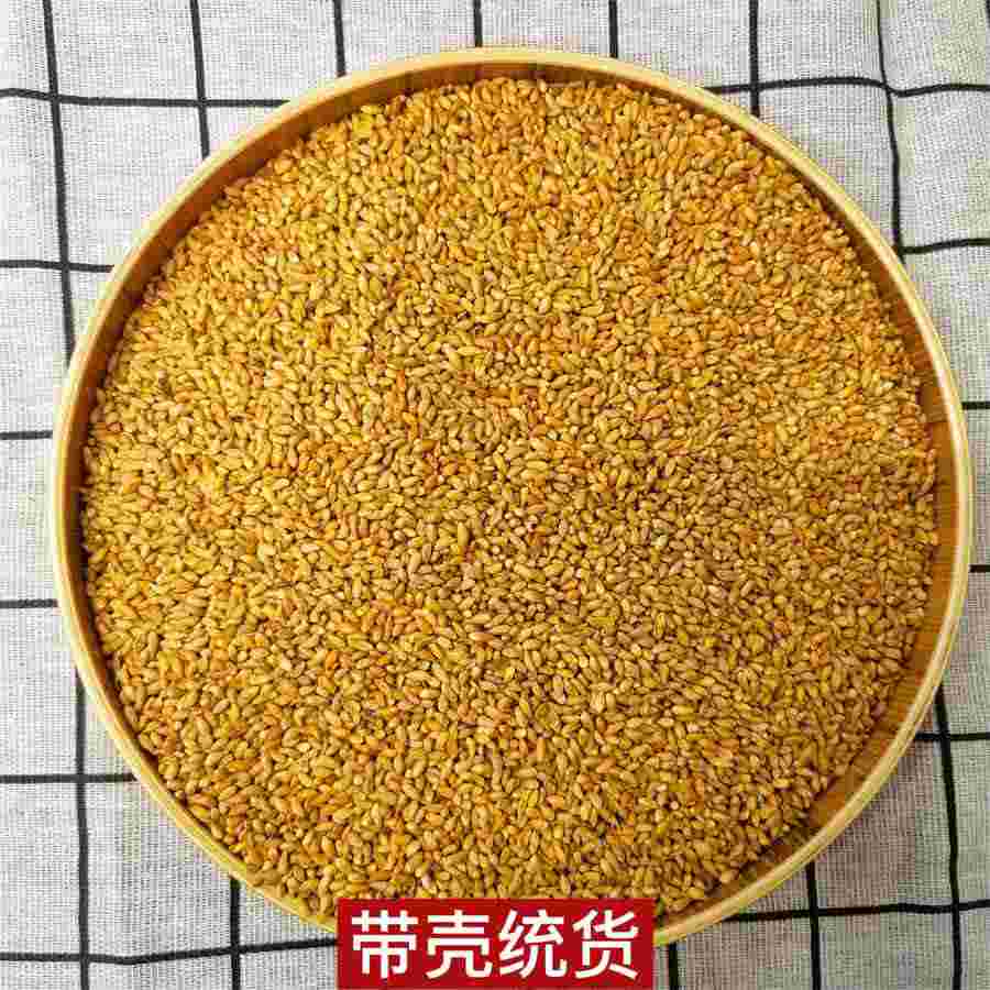 罂粟 罂粟科 罂粟 罂粟科