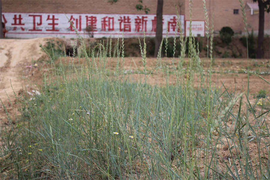 初精散 初精 初精散 初精