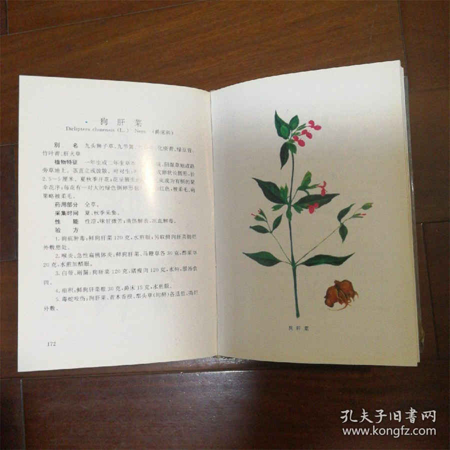 数脉搏 脉博 数脉搏 脉博