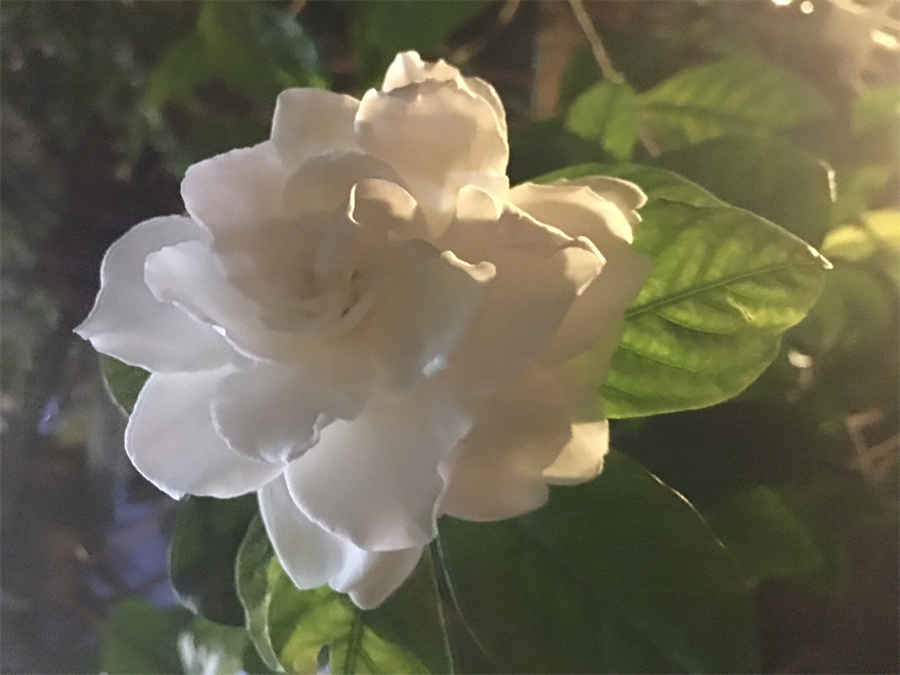 趁是几声?(趁是几声调的拼音) 趁字的拼音是什么 趁是几声?(趁是几声调的拼音) 趁字的拼音是什么