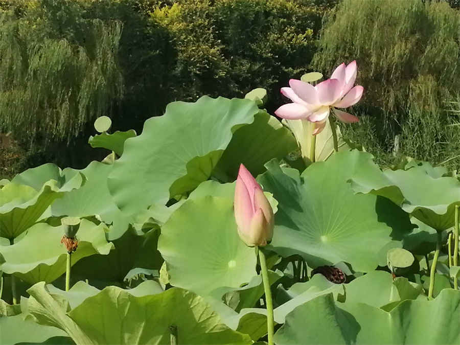 发 发如血 发 发如血