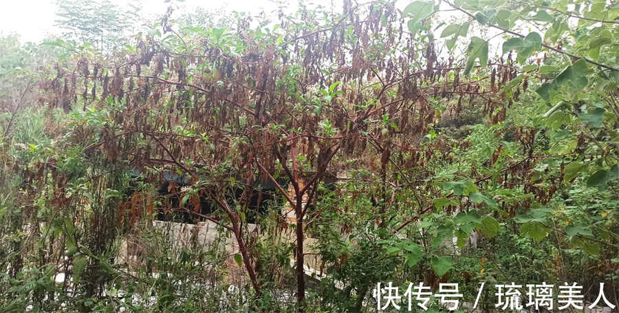干天麻和鲜天麻的吃法,吃法不同效果不同中药材使用方法中药材的正确吃法 天麻片怎么吃好 干天麻和鲜天麻的吃法,吃法不同效果不同中药材使用方法中药材的正确吃法 天麻片怎么吃好