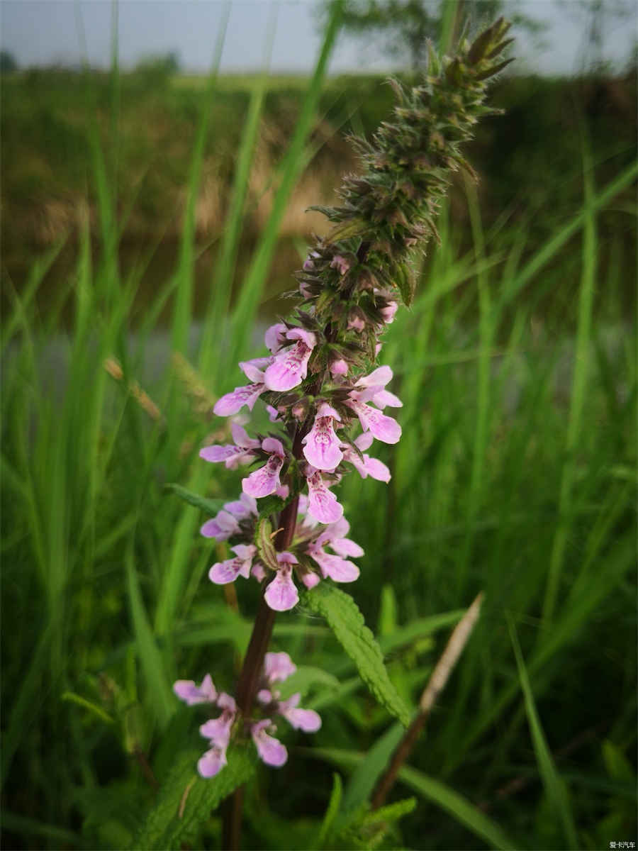 凤尾草 凤尾草 凤尾草 凤尾草