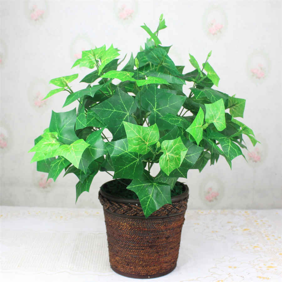 丰花草 阔叶丰花草 花草的拼音 丰花草 阔叶丰花草 花草的拼音