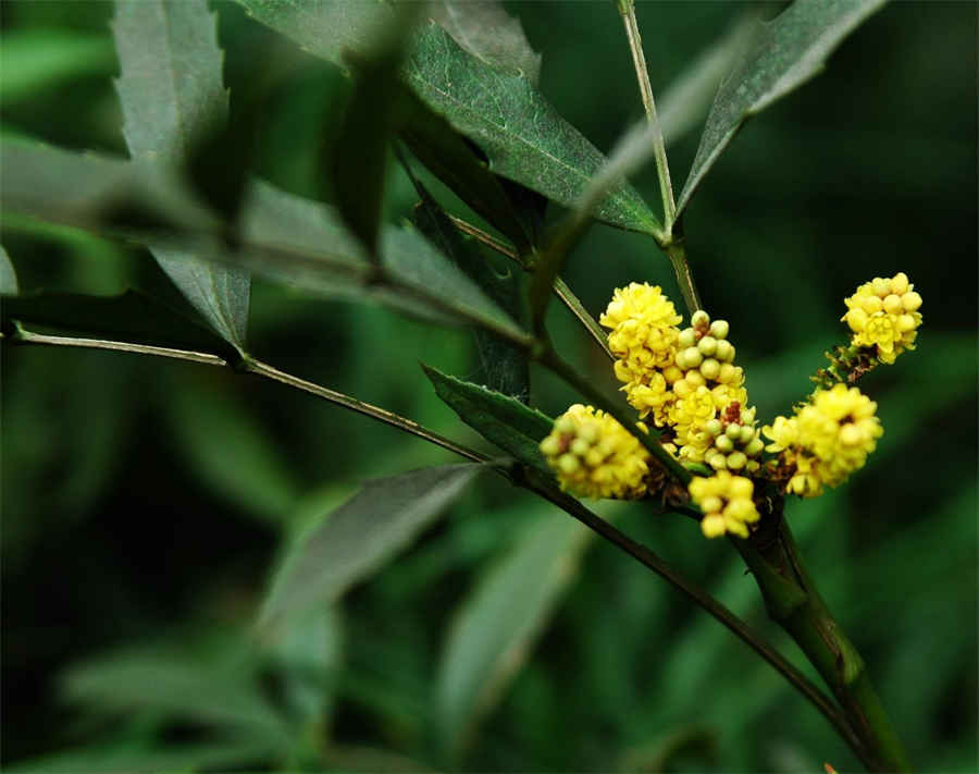 植物油是什么 植物油是什么 植物油是什么 植物油是什么