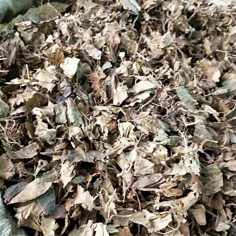 卷叶吊兰是什么品种 卷叶吊兰是什么品种
