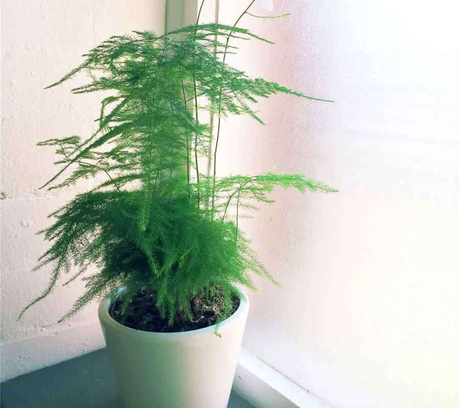 蒸汽风帆游轮(蒸汽动力轮船) 蒸汽轮船百科 蒸汽风帆游轮(蒸汽动力轮船) 蒸汽轮船百科