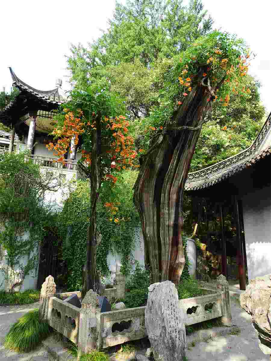 枸杞子泡水喝壮阳吗?多长时间见效?中药材知识 枸杞子泡水喝壮阳吗?多长时间见效?中药材知识