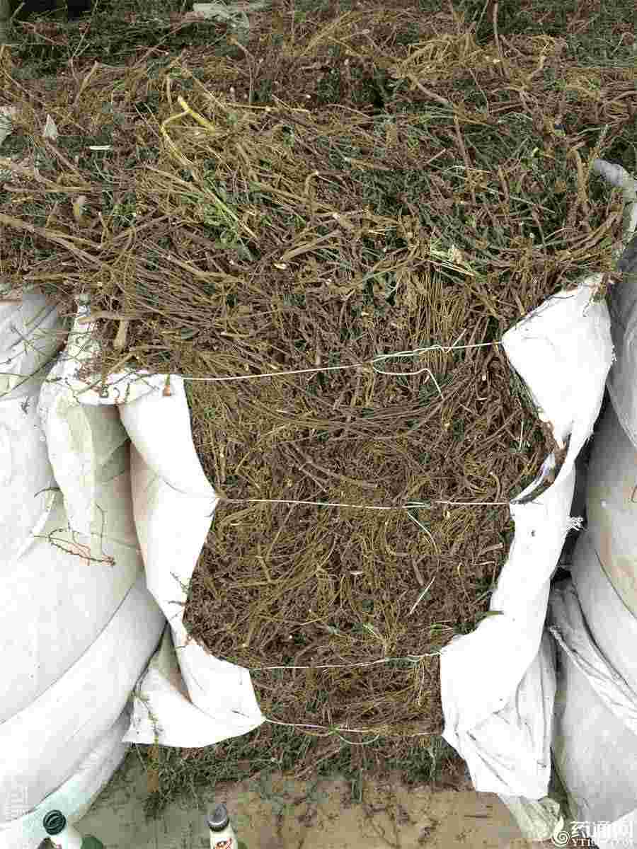 西洋参的5种常用吃法中药材使用方法中药材的正确吃法 西洋参的用法 西洋参的5种常用吃法中药材使用方法中药材的正确吃法 西洋参的用法