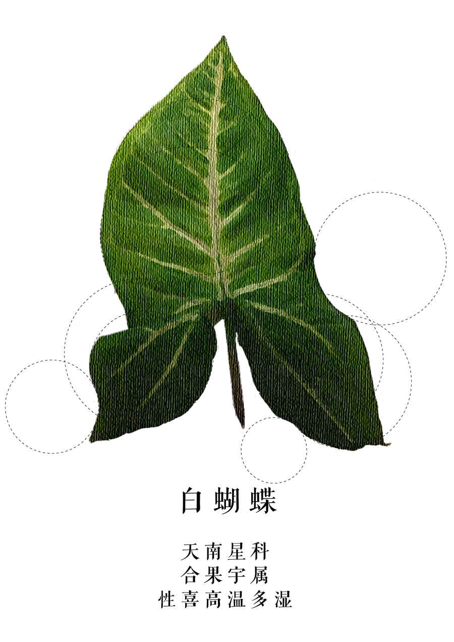 罗素的人生意义:我为什么而活着? 罗素的人生意义:我为什么而活着?