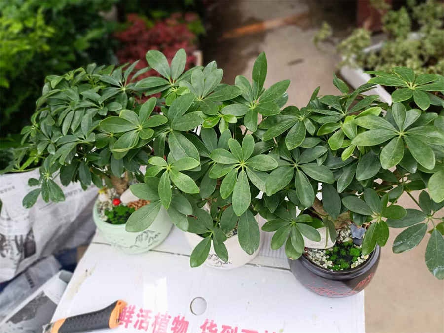 灵芝 灵芝性温还是性寒 灵芝 灵芝性温还是性寒