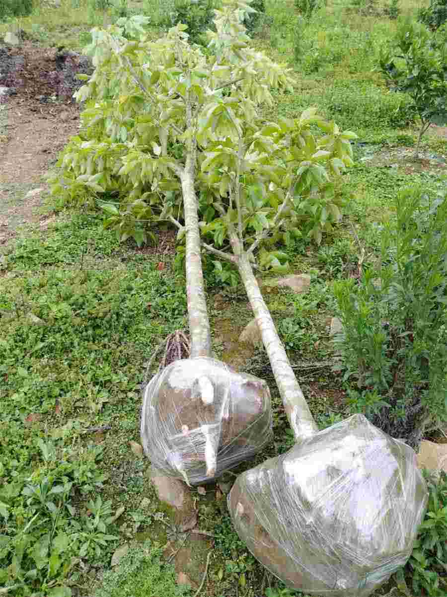 望尘莫及是什么意思望尘莫及的解释汉语词典 望尘莫及是什么意思望尘莫及的解释汉语词典