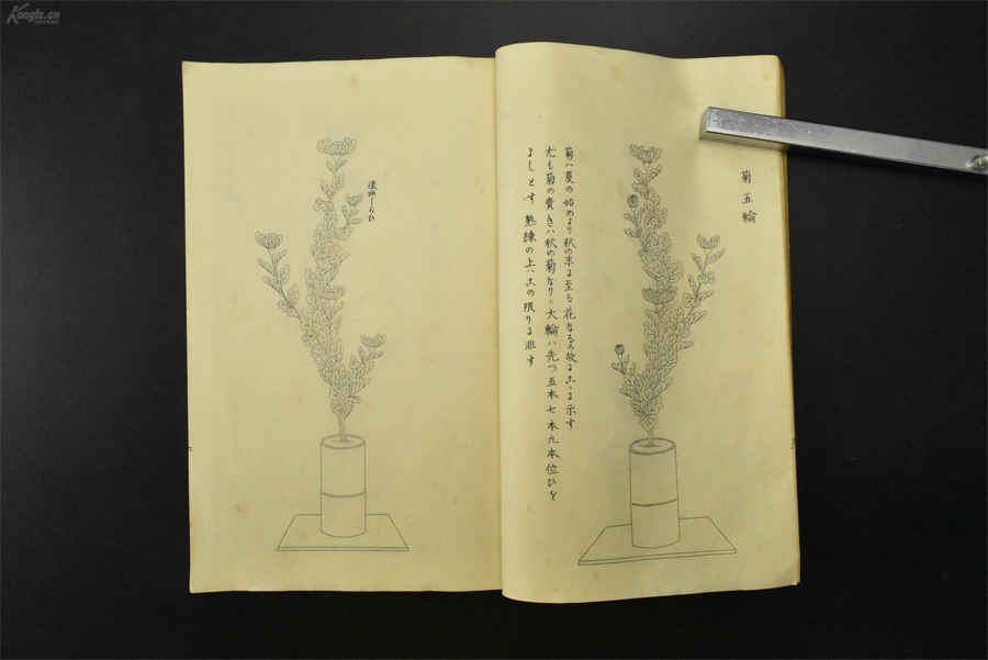 哪个星座美女多(公认美女多三大星座,美又温柔) 哪个星座美女多(公认美女多三大星座,美又温柔)