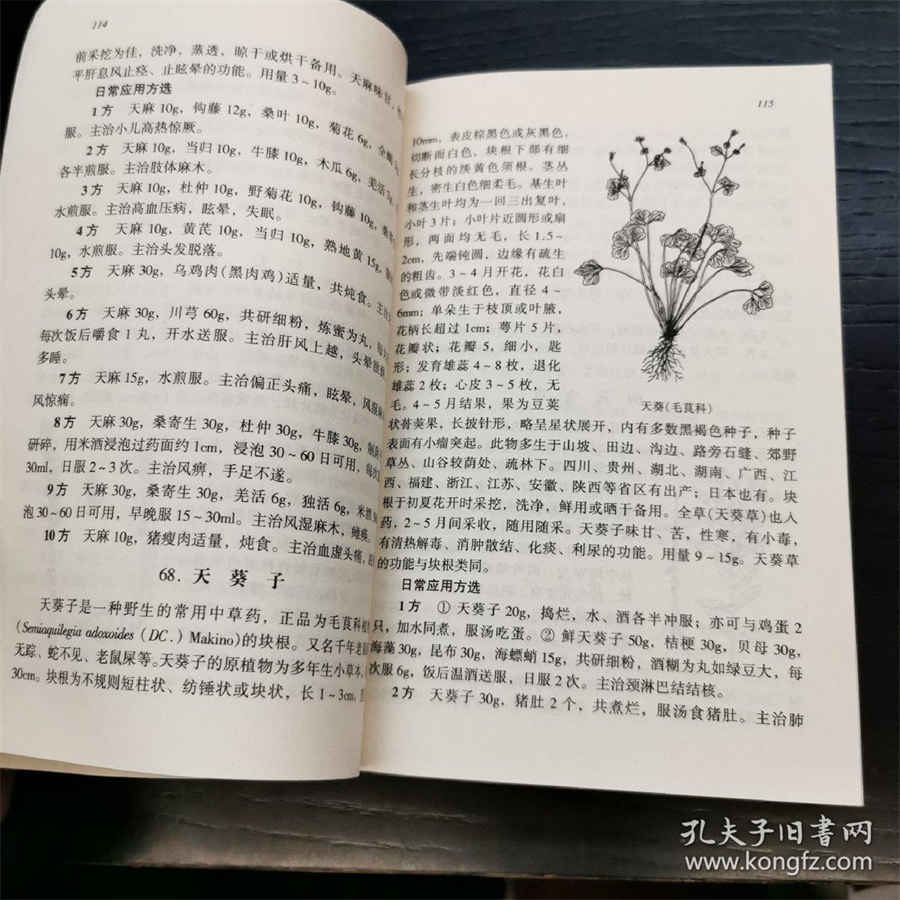木耳 黑耳 木耳 黑耳