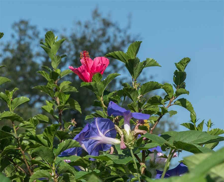 炙红芪 炙红芪 炙红芪 炙红芪