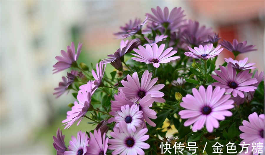 花椒可以泡脚吗 花椒可以泡脚吗 花椒可以泡脚吗 花椒可以泡脚吗