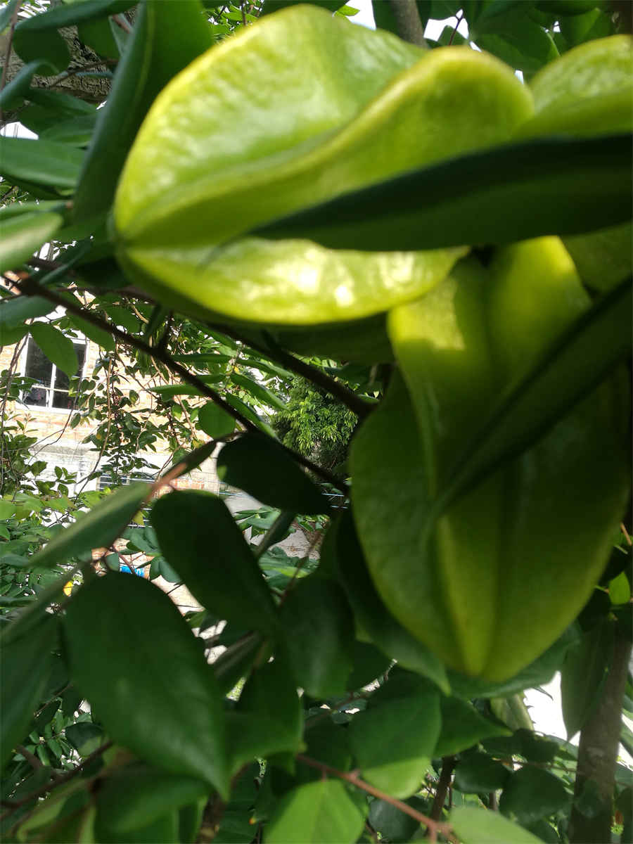丹参吃法大全是哪些?推荐丹参6种吃法中药材使用方法中药材的正确吃法 丹参吃法大全是哪些?推荐丹参6种吃法中药材使用方法中药材的正确吃法