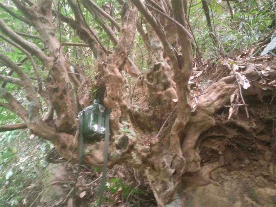 林大钦墓旅游攻略林大钦墓必玩景点 林大钦父母祖墓 林大钦墓旅游攻略林大钦墓必玩景点 林大钦父母祖墓