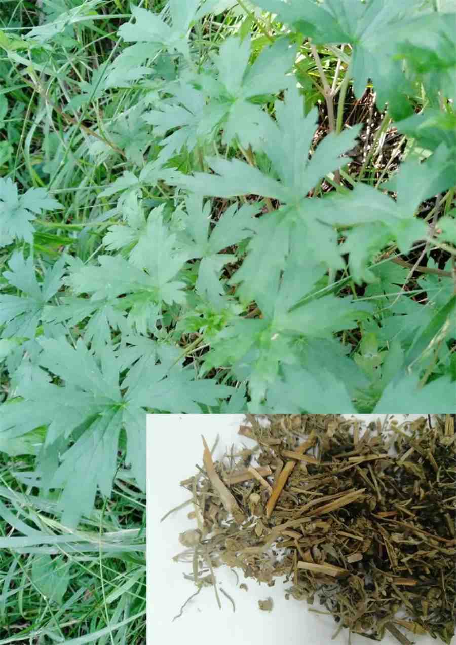 火逆 火逆什么意思 火逆 火逆 火逆什么意思 火逆