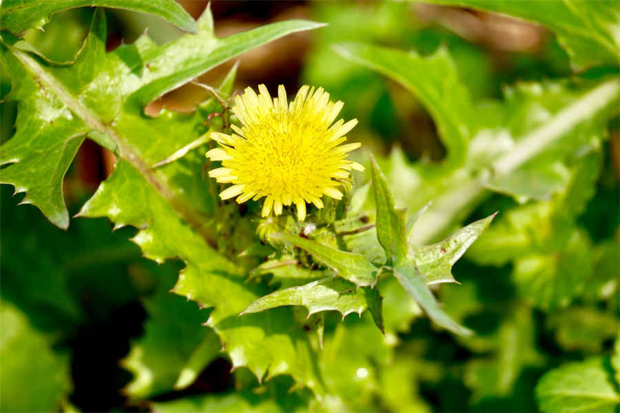 木槿花 槿花 木槿花 槿花