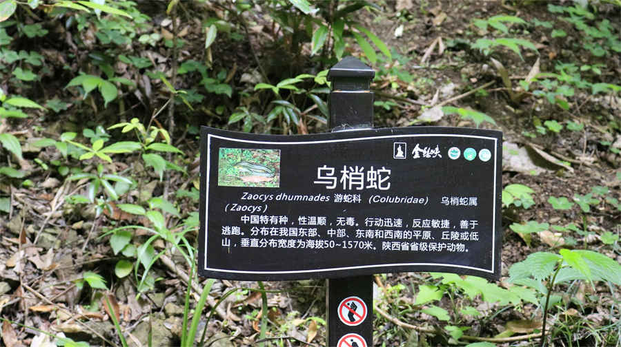 黑枸杞适合泡酒吗?黑枸杞泡酒4套配方分享!中药材知识 黑枸杞适合泡酒吗?黑枸杞泡酒4套配方分享!中药材知识