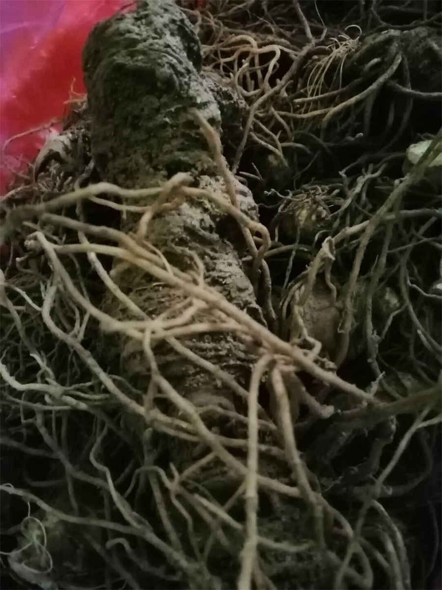 马术比赛的马一般多少钱 马术比赛中赛马多少钱 马术比赛的马一般多少钱 马术比赛中赛马多少钱