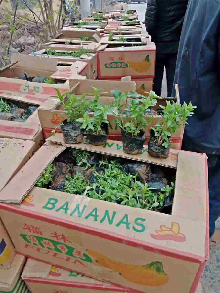 生牡蛎 生牡蛎中药图片 生牡蛎 生牡蛎中药图片