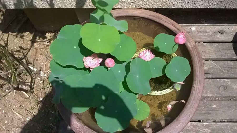 栝蒌实(附天花粉) 瓜蒌实 栝蒌实(附天花粉) 瓜蒌实