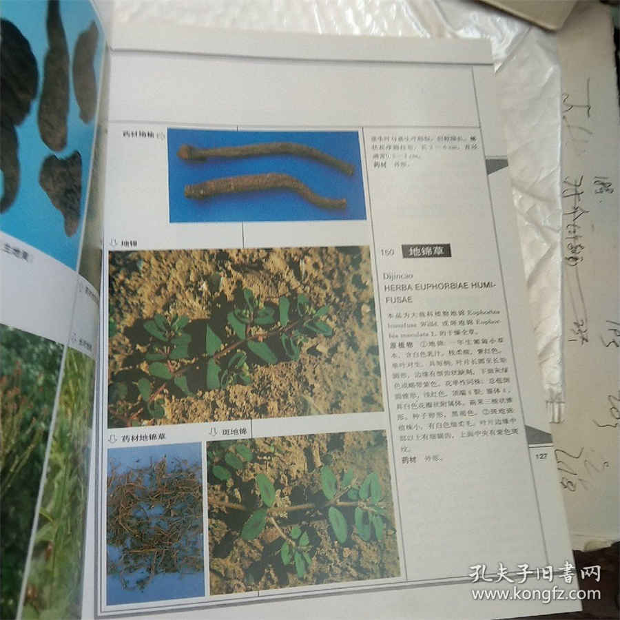 伤寒的症状 风热症状表现有哪些症状 伤寒的症状 风热症状表现有哪些症状