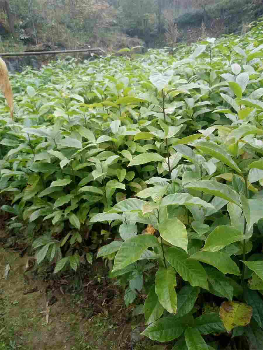 打收条的正规格式要求(个人手写收条范本) 正规收条怎么写 手写还是打印 打收条的正规格式要求(个人手写收条范本) 正规收条怎么写 手写还是打印