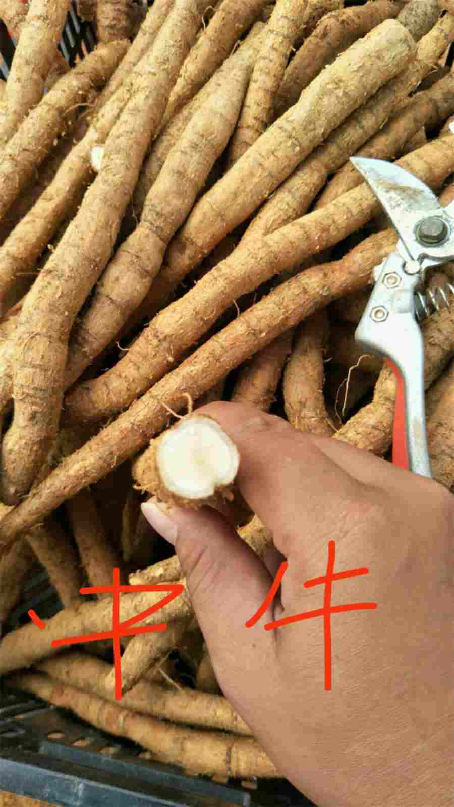 八宝菜的做法家常做法怎么做好吃 八宝菜的做法家常做法怎么做好吃