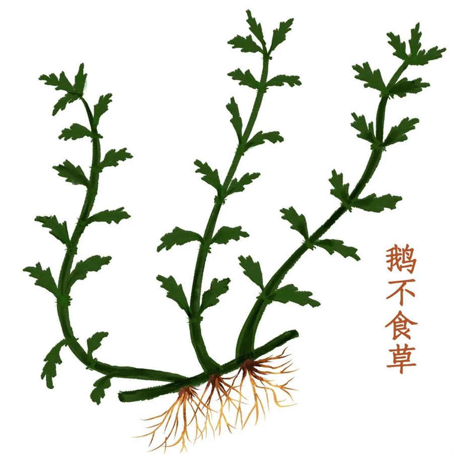 远志 远志 远志 远志