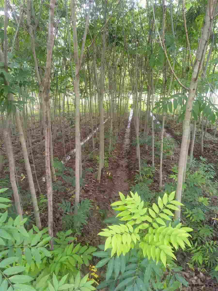 大药 大药 大药 大药